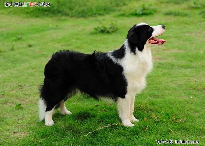 娱乐吃瓜酱牧羊犬,揭秘牧羊犬背后的故事