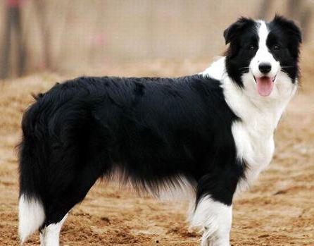 娱乐吃瓜酱牧羊犬,揭秘牧羊犬背后的故事